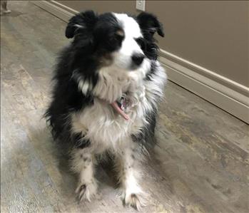 Lady-CEO of Ear Scratches & Belly Rubs, team member at SERVPRO of Southwest Lubbock